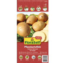 Pflanzkartoffeln 'Up-To-Date' FloraSelf Select 10 Stk. mehligkochend