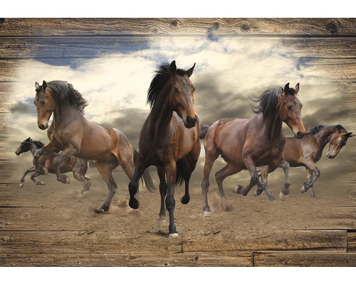 Fototapete Papier 10083P8 Pferde im Galopp 4-tlg. 368 x 254 cm