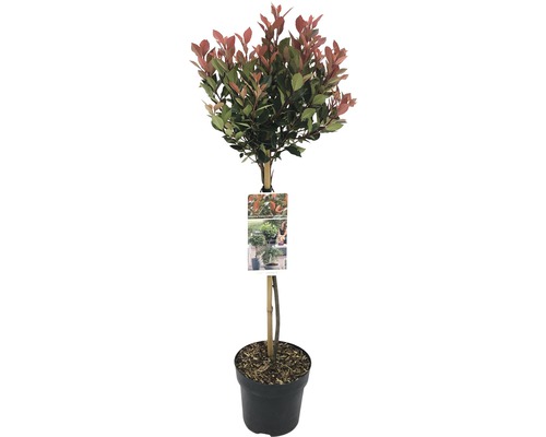 Glanzmispel Stämmchen FloraSelf Photinia fraseri 'Chico' Stammhöhe 50 cm Co 3 L