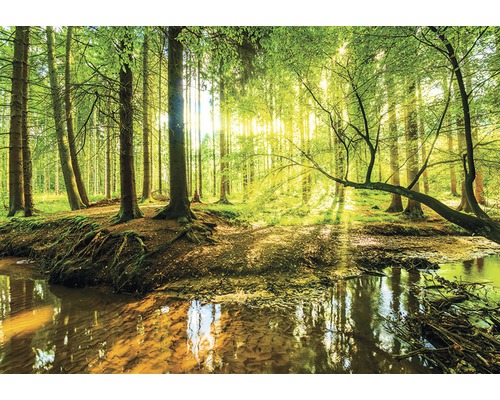 Fototapete Vlies 10513V4 Sonniger Wald 2-tlg. 254 x 184 cm