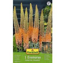 Blumenzwiebel FloraSelf Steppenkerze 'Cleopatra' 1 Stk