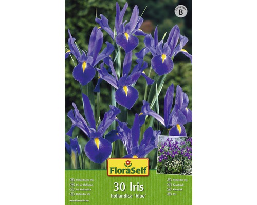 Blumenzwiebel FloraSelf Schwertlilie blau 30 Stk