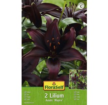 FloraSelf Blumenzwiebel Lilien Asiatic 'Mapira' 2 Stk