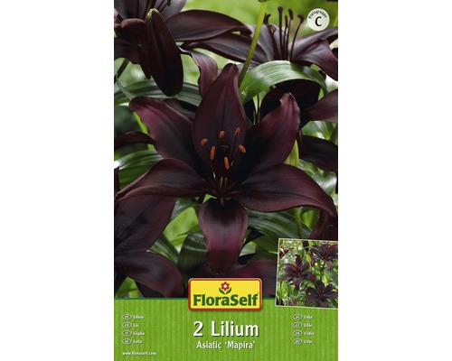 Verpackung mit zwei Lilien der Sorte Asiatic Mapira