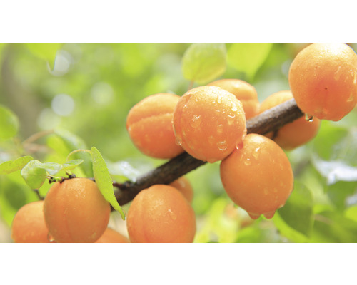 Zwerg-Aprikose Prunus armeniaca 'Orange Beauty' Stammhöhe 40 cm Gesamthöhe 60-80 cm Co 7,5 L