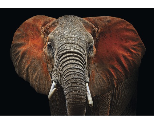 Fototapete Papier 11752P4 Elefant 2-tlg. 254 x 184 cm