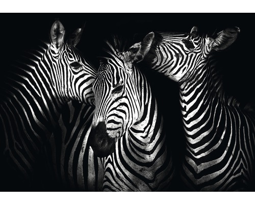 Fototapete Papier 11761P4 Zebra 2-tlg. 254 x 184 cm