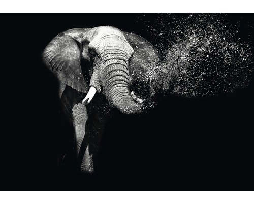 Fototapete Vlies 11769V4 Elefant 2-tlg. 254 x 184 cm