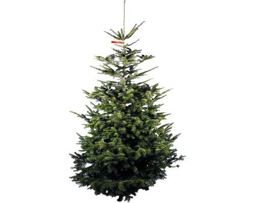 Nordmanntanne GOLD H 230-270 cm, geschlagener Weihnachtsbaum aus nachhaltigem Anbau
