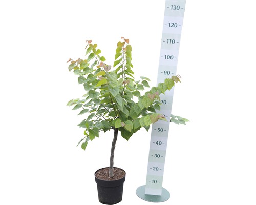 Judasbaum im Topf mit Messskala zur Größenanzeige