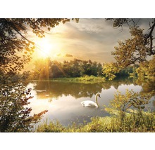 Fototapete Vlies 211006 Swan on the Pond 8-tlg. 400 x 260 cm