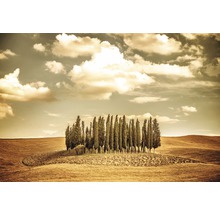 Fototapete Vlies 211028 Autumn Vintage Trees 8-tlg. 400 x 260 cm