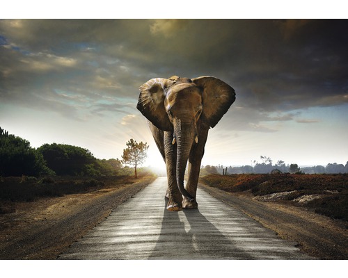 Fototapete Papier 12616P4 Elefant 2-tlg. 254 x 184 cm