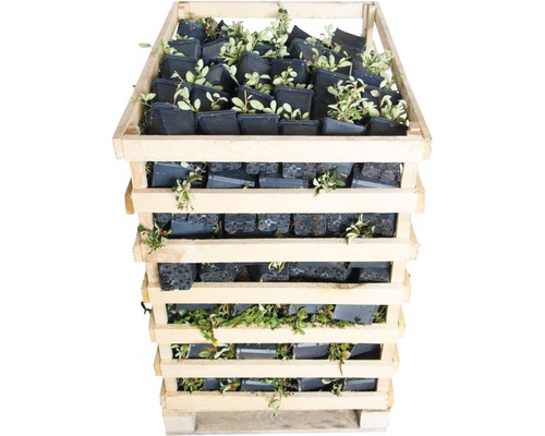 Holzkiste gefüllt mit Topfpflanzen