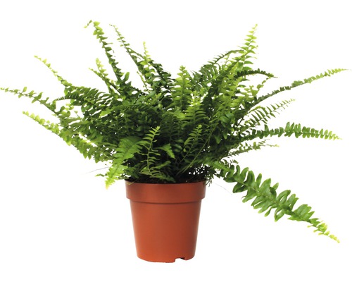 Schwertfarn FloraSelf Nephrolepis exaltata 'Green Lady' H 30-40 cm Ø 12 cm Topf Nephrolepis Zimmerfarn in einem Topf