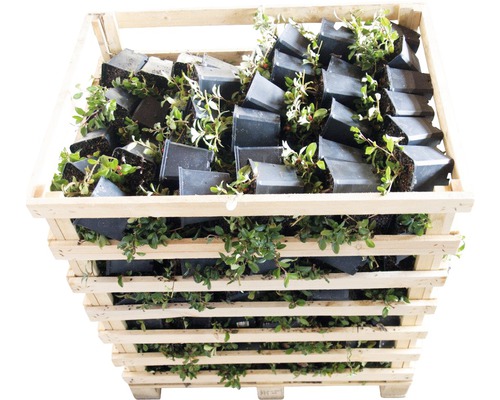 Holzkiste gefüllt mit Preiselbeerpflanzen in Töpfen