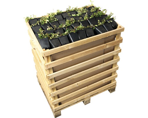 Holzkiste mit vielen kleinen Pflanzen in schwarzen Töpfen auf einer Palette