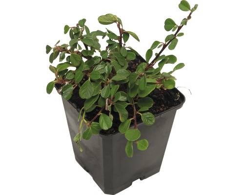 Kriechmispel im Topf