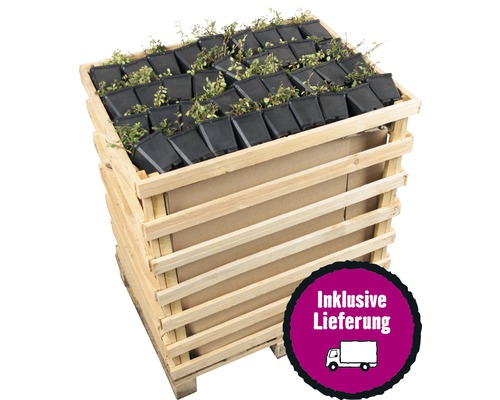 Pflanzen im Topf in Holzkiste mit dem Symbol inklusive Lieferung