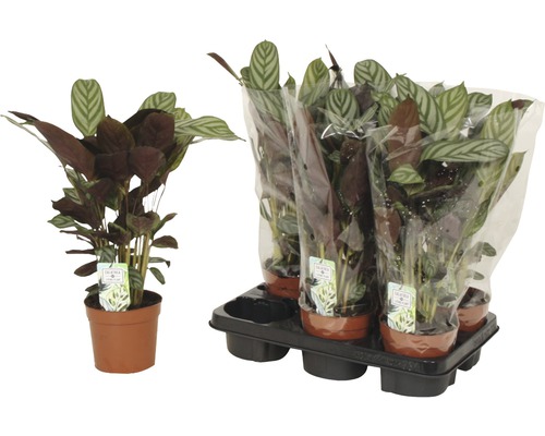 Calathea Zimmerpflanze im Topf und Set