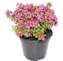 Potted Pernettya Pflanze mit rosa Beeren