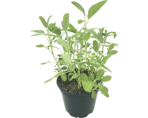 BIO Salbei FloraSelf Bio Salvia officinalis Ø 12 cm Topf