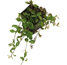 Kleinblättriges Immergrün weiß FloraSelf Vinca minor 'Alba' H 5-7 cm Ø 9 cm Topf (360 Stk.) 1 Halbpalette-thumb-1