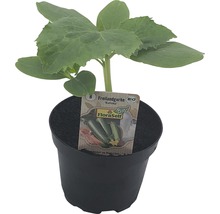 Freilandgurke ''Katinka'' im Topf mit FloraSelf Bio-Siegel
