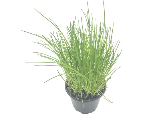 Schnittlauch im Topf