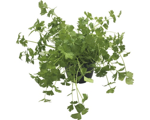 Petersilie in einem Topf