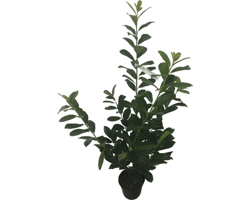 Kirschlorbeer im Topf