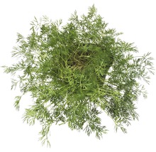 Dill in einem Topf, Draufsicht.