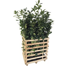 12 x Kirschlorbeer, LorbeerkirscheFloraSelf Prunus laurocerasus 'Caucasica' H 60-80 cm ClickCo für ca. 4 m Hecke