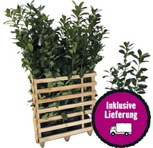 15 x Kirschlorbeer, Lorbeerkirsche FloraSelf Prunus laurocerasus 'Caucasica' H 100-125 cm ClickCo für ca. 6 m Hecke
