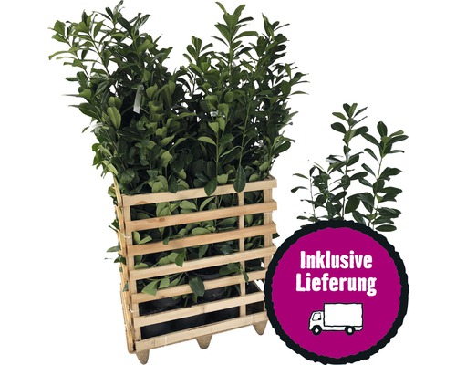 12 x Kirschlorbeer, LorbeerkirscheFloraSelf Prunus laurocerasus 'Caucasica' H 60-80 cm ClickCo für ca. 4 m Hecke