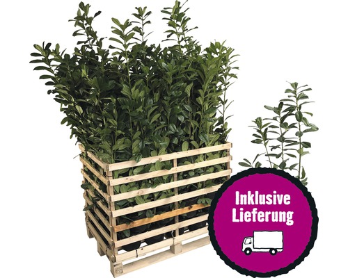 35 x Kirschlorbeer, Lorbeerkirsche FloraSelf Prunus laurocerasus 'Caucasica' H 60-80 cm ClickCo für ca. 12 m Hecke-0