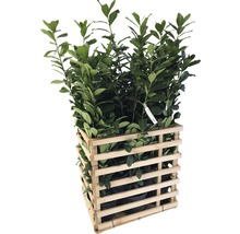 12 x Kirschlorbeer, Lorbeerkirsche Prunus laurocerasus 'Caucasica' H 80-100 cm ClickCo für ca. 5 m Hecke