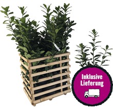 12 x Kirschlorbeer, Lorbeerkirsche Prunus laurocerasus 'Caucasica' H 80-100 cm ClickCo für ca. 5 m Hecke