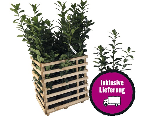 12 x Kirschlorbeer, Lorbeerkirsche Prunus laurocerasus 'Caucasica' H 80-100 cm ClickCo für ca. 5 m Hecke