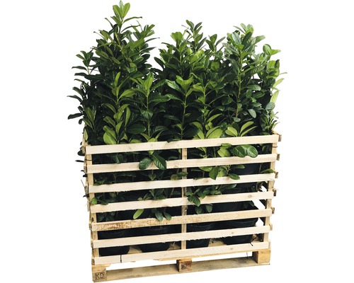 Palette mit Kirschlorbeer Pflanzen