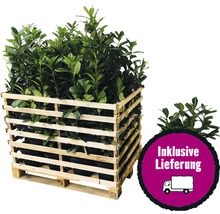 26 x Kirschlorbeer, Lorbeerkirsche FloraSelf Prunus laurocerasus 'Caucasica' H 80-100 cm Co 10 L für ca. 10 m Hecke
