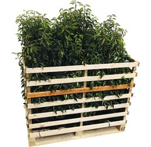 75 x Portugiesischer Kirschlorbeer FloraSelf Prunus lusitanica 'Angustifolia' H 30-40 cm Co 3 L für 25 m Hecke