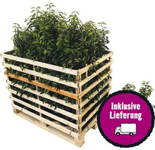 75 x Portugiesischer Kirschlorbeer FloraSelf Prunus lusitanica 'Angustifolia' H 30-40 cm Co 3 L für 25 m Hecke