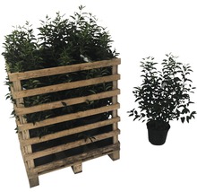 25 x Portugiesischer Kirschlorbeer FloraSelf Prunus lusitanica 'Angustifolia' H 60-80 cm Co 5 L für 10 m Hecke