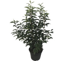 25 x Portugiesischer Kirschlorbeer FloraSelf Prunus lusitanica 'Angustifolia' H 60-80 cm Co 5 L für 10 m Hecke