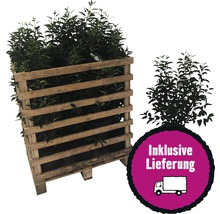 25 x Portugiesischer Kirschlorbeer FloraSelf Prunus lusitanica 'Angustifolia' H 60-80 cm Co 5 L für 10 m Hecke