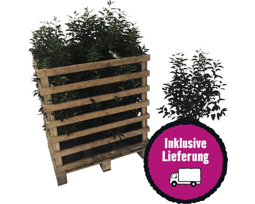 25 x Portugiesischer Kirschlorbeer FloraSelf Prunus lusitanica 'Angustifolia' H 60-80 cm Co 5 L für 10 m Hecke