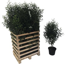 Liguster Pflanzen im Holzgefäß und Topfpflanze