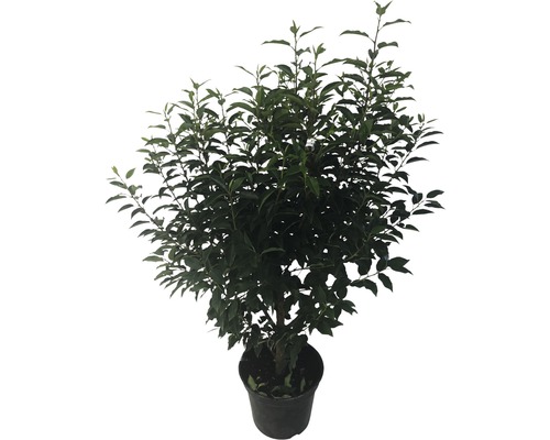 Im Topf gezogener Lorbeerbaum mit grünen Blättern