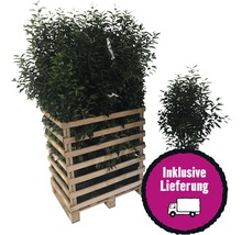 Lorbeerpflanze im Holzgefäß mit Lieferservice